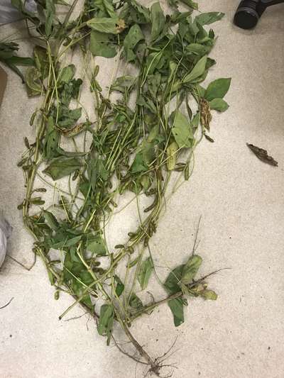 Broad photo of soybean plant showing chlorotic leaves
