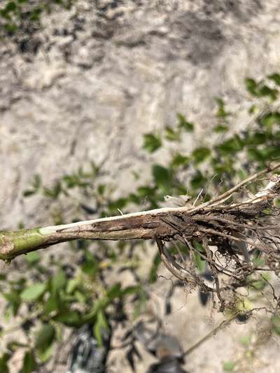 Soybean roots