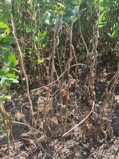 Soybeans in field