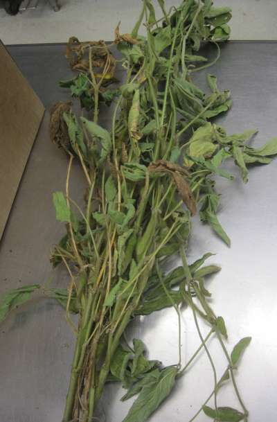 Soybean plant
