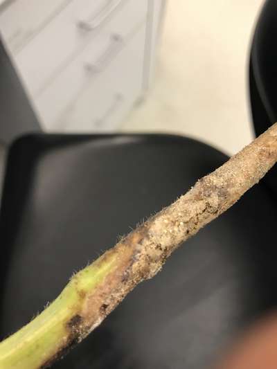 Soybean stem