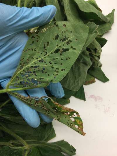 Soybean leaf
