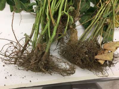 Soybean plant