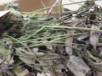 Soybean plant