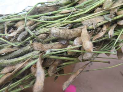 Soybean plant
