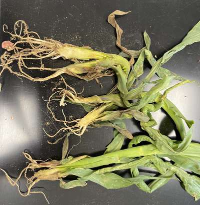 Corn sample as received by the clinic