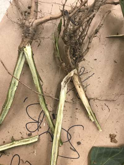 Soybean stems