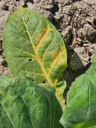Close-up of tobacco leaf in the field with TMV