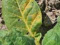 Close-up of tobacco leaf in the field with TMV
