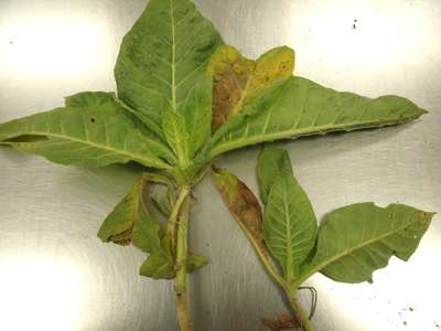 Tobacco sample as received by the clinic