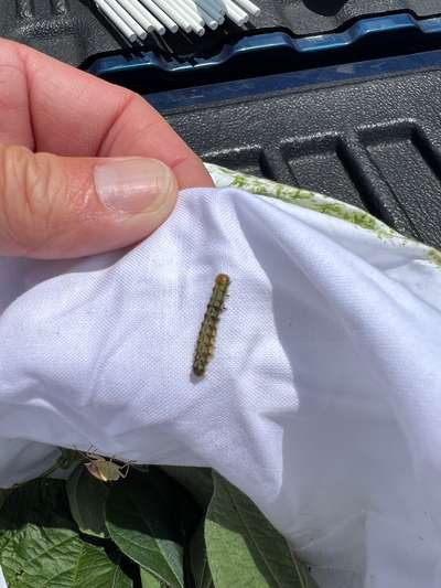 Up-close photo of CEW in sweep net