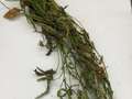Soybean plant