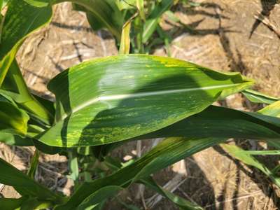 Corn leaf with bleached spots