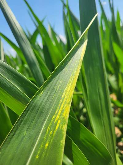 Corn leaf with a bleached tip
