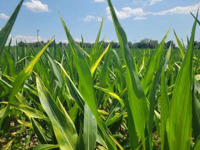 Corn field with leaves with bleached spots