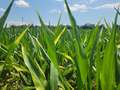 Corn field with leaves with bleached spots