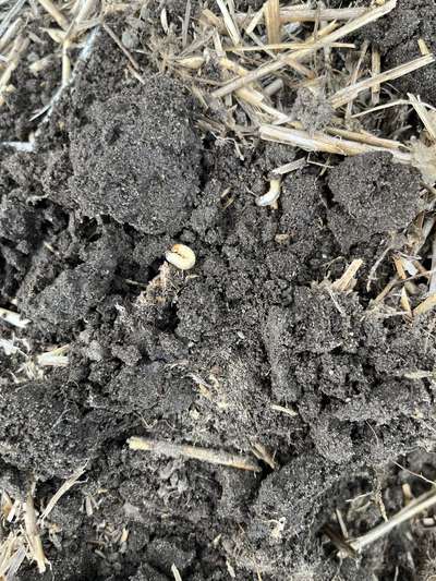 Larva in the field