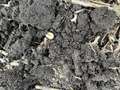 Larva in the field