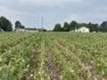 Broad photo of soybean field showing patchy areas of wilting