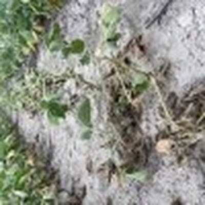 Multiple soybean plants showing stunted growth and wilting