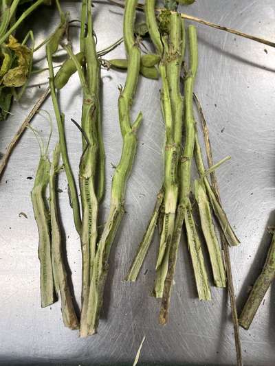 Soybean stems split in half lengthwise