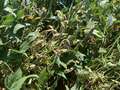 Soybean plant with leaves showing browning and yellowing