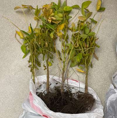 Soybean plant
