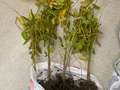 Soybean plant