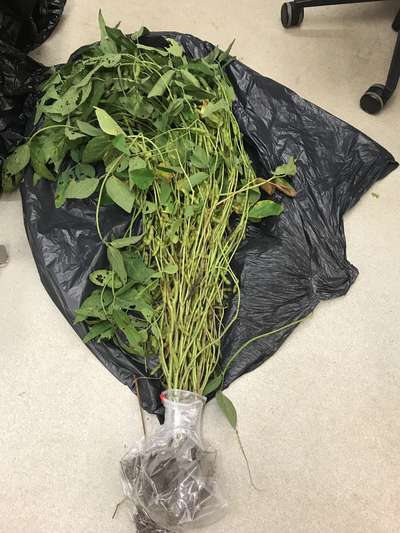 Soybean plant