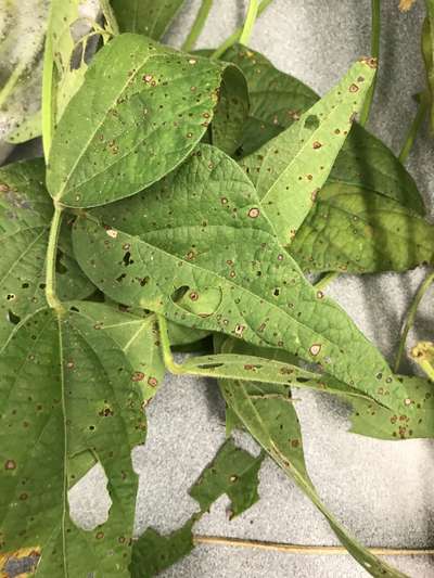 Soybean leaves