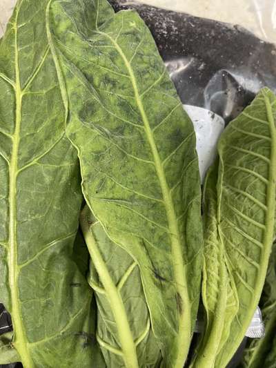 Tobacco leaf with mosaic pattern