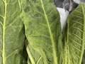 Tobacco leaf with mosaic pattern