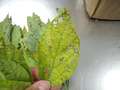 Yellow soybean leaf with insect damage