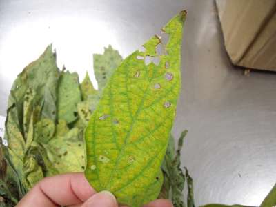 Yellow soybean leaf with green veins
