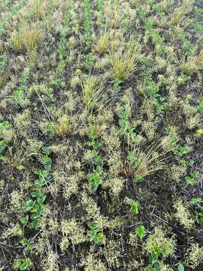 Soybeans with herbicide injury