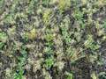 Soybeans with herbicide injury