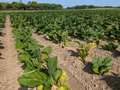 Tobacco field affected by Granville wilt, with yellowing and wilting plants