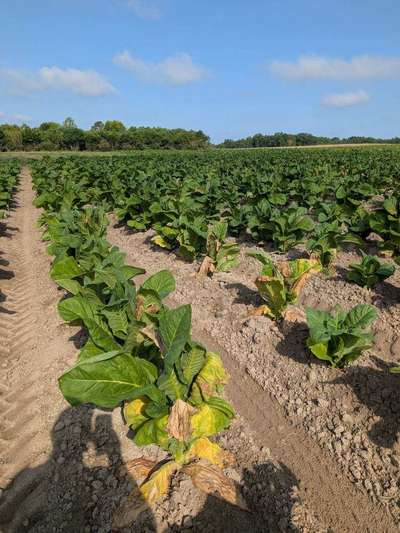 Tobacco field affected by Granville wilt, with yellowing and wilting plants