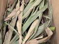 Corn sample as received by the clinic