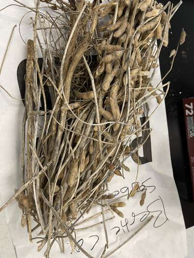 Soybean sample as it was received by clinic