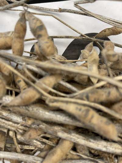 Soybean pods with black spots on them