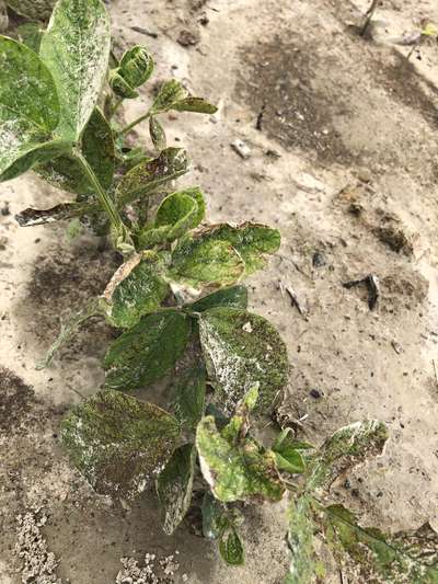 Photo of multiple soybean plants with growing of leaves and stunting of plants