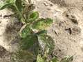 Photo of multiple soybean plants with growing of leaves and stunting of plants
