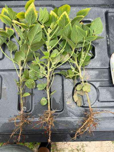 Soybean plats on a truck bed with red circle showing the galls in the roots from the root knot nematode