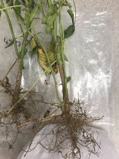 Soybean plant