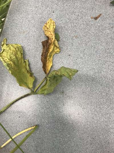 Soybean leaves