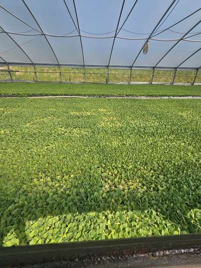 Tobacco greenhouse float trays showing signs of damping off