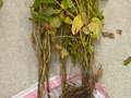 Soybean plant