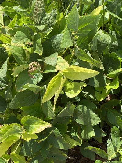 Soybean leaves