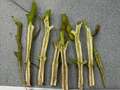 Soybean stems